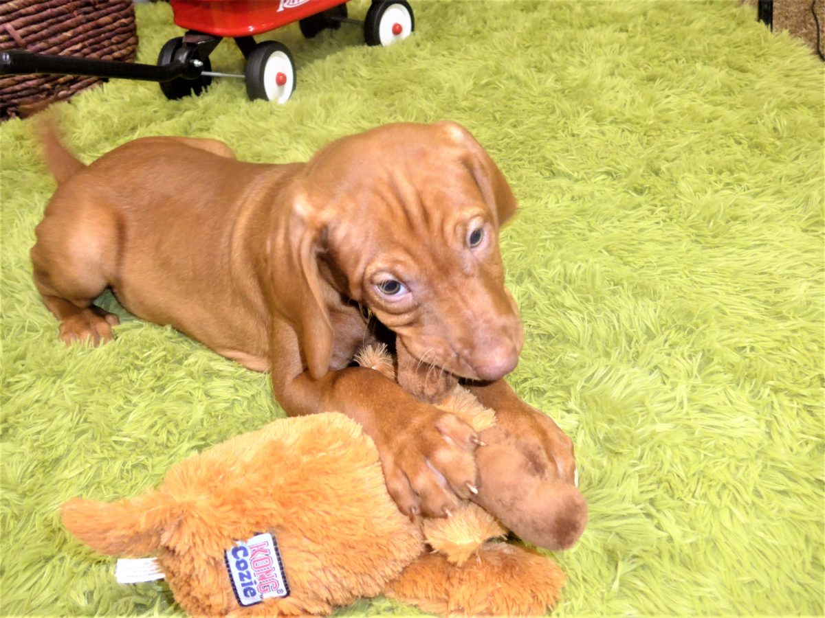 Riley & Ruger's Vizsla Born on July 7th - Image 101