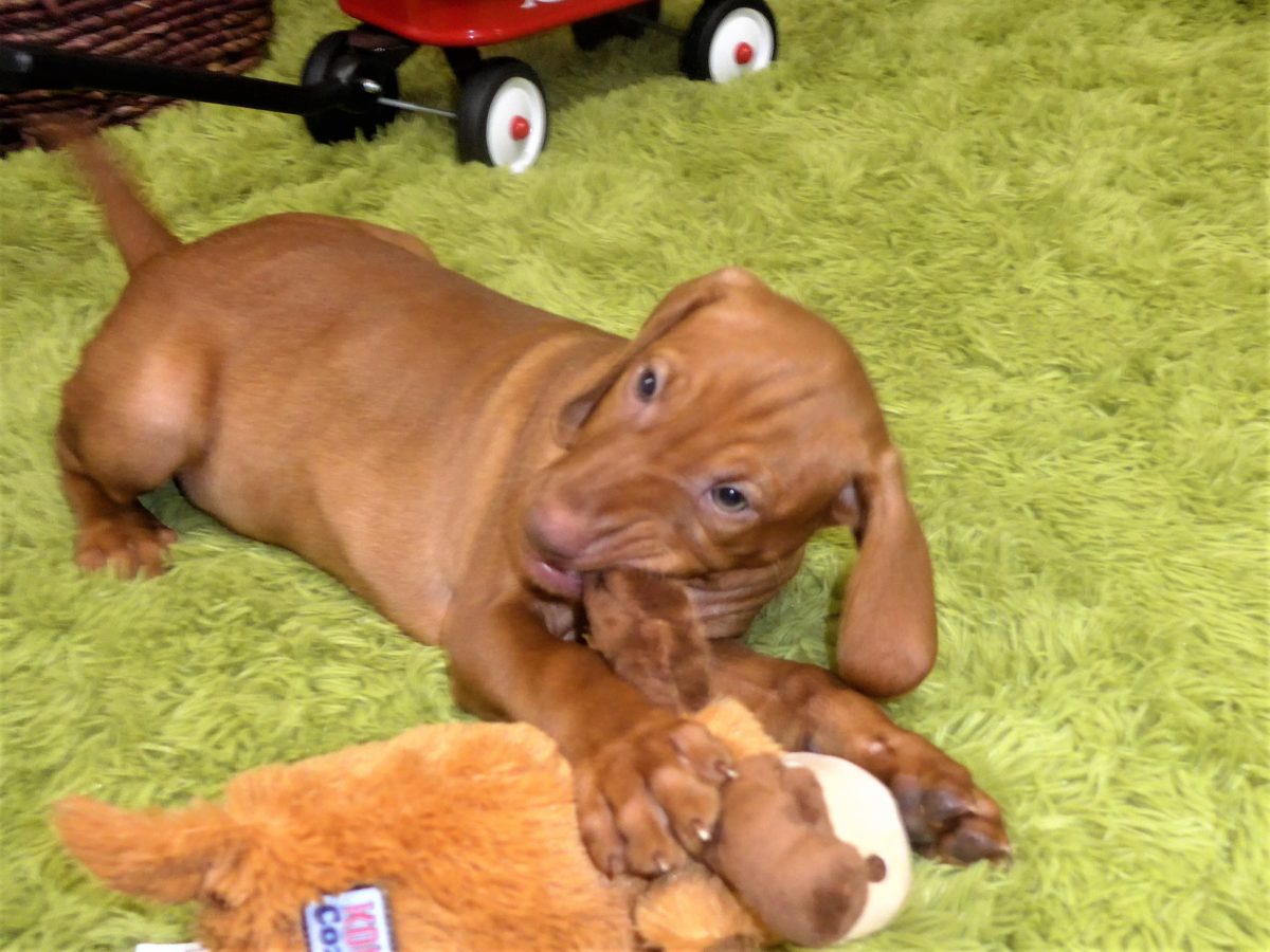 Riley & Ruger's Vizsla Born on July 7th - Image 102