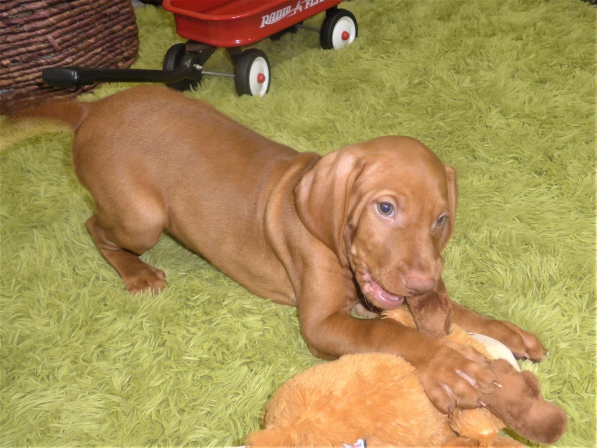 Riley & Ruger's Vizsla Born on July 7th - Image 103