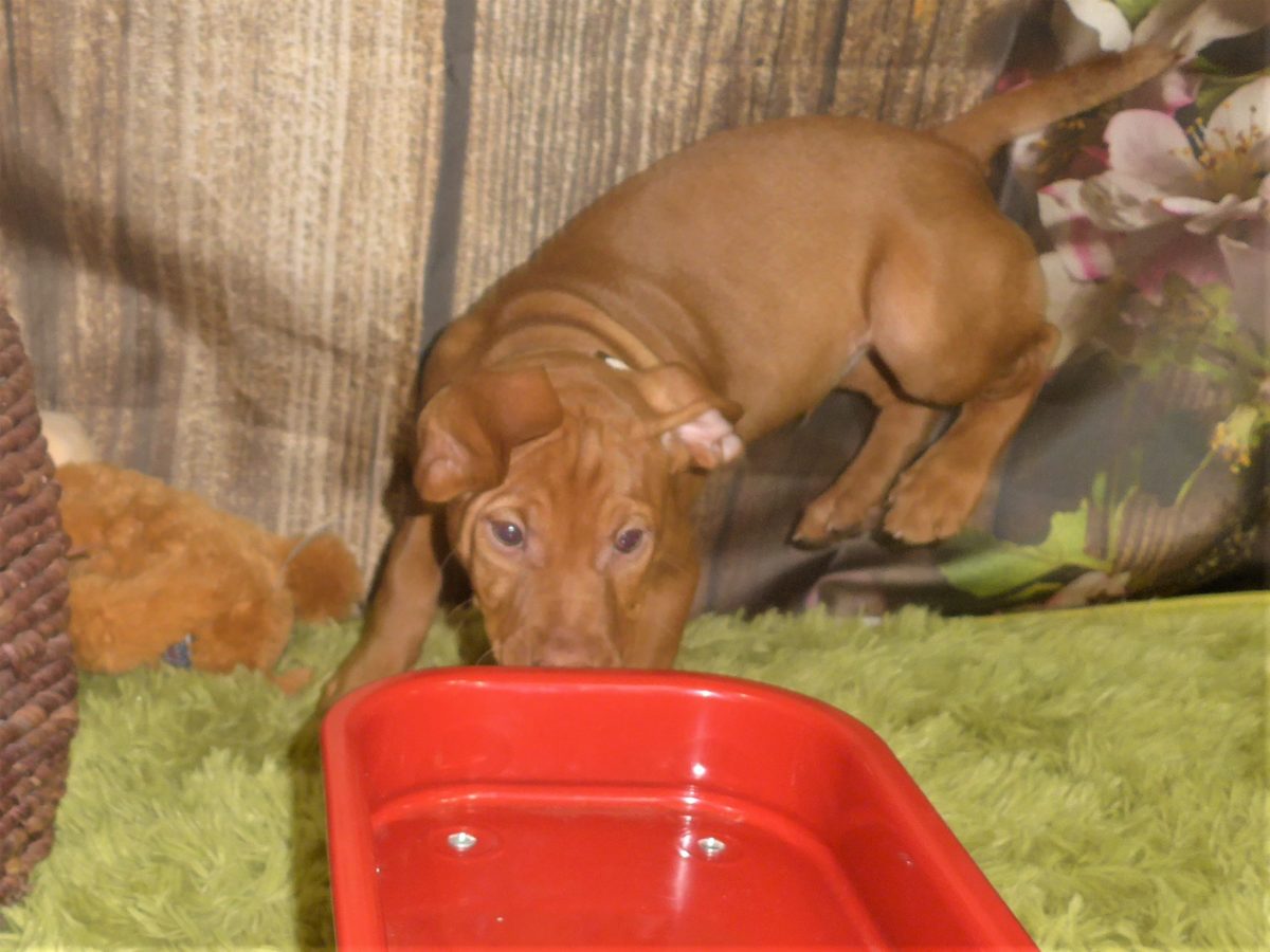 Riley & Ruger's Vizsla Born on July 7th - Image 104