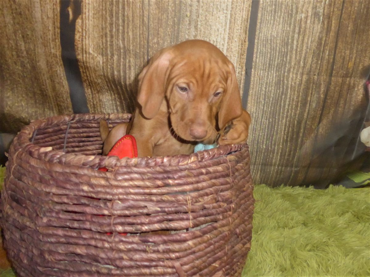 Riley & Ruger's Vizsla Born on July 7th - Image 105