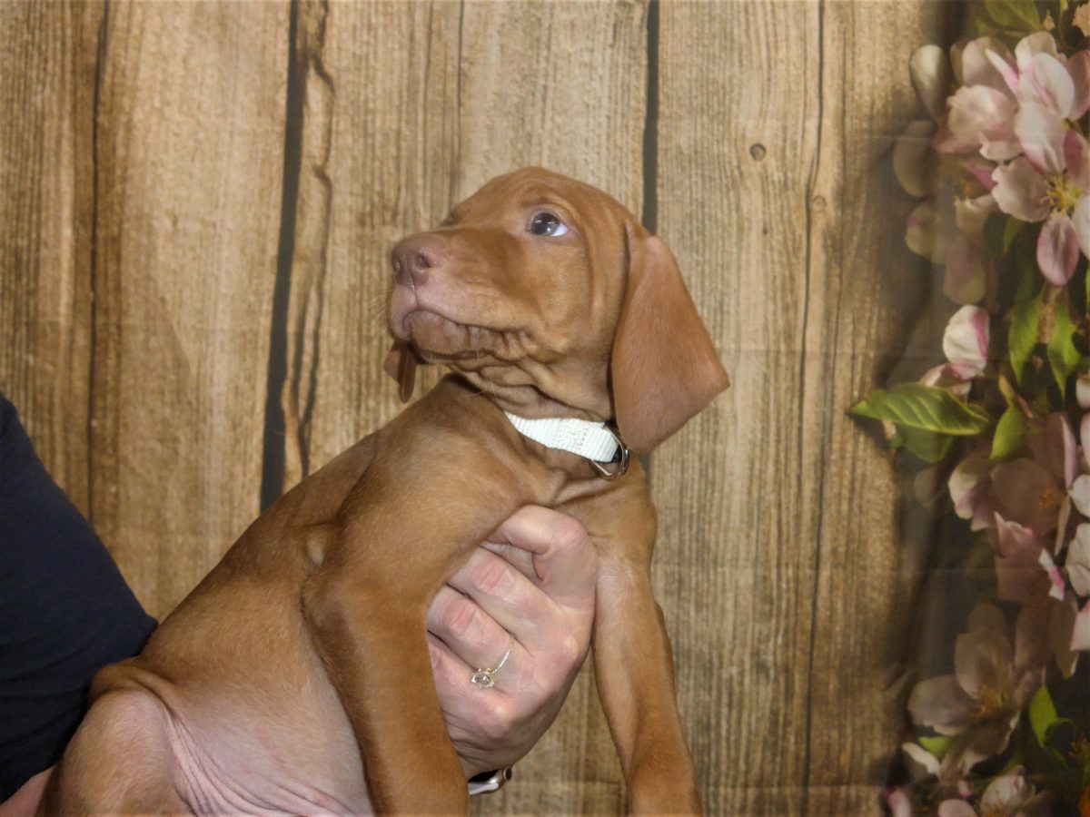 Riley & Ruger's Vizsla Born on July 7th - Image 106