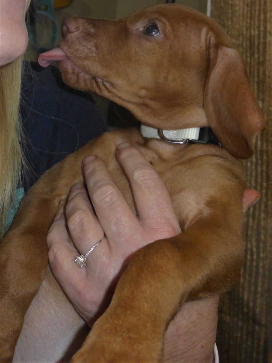 Riley & Ruger's Vizsla Born on July 7th - Image 107