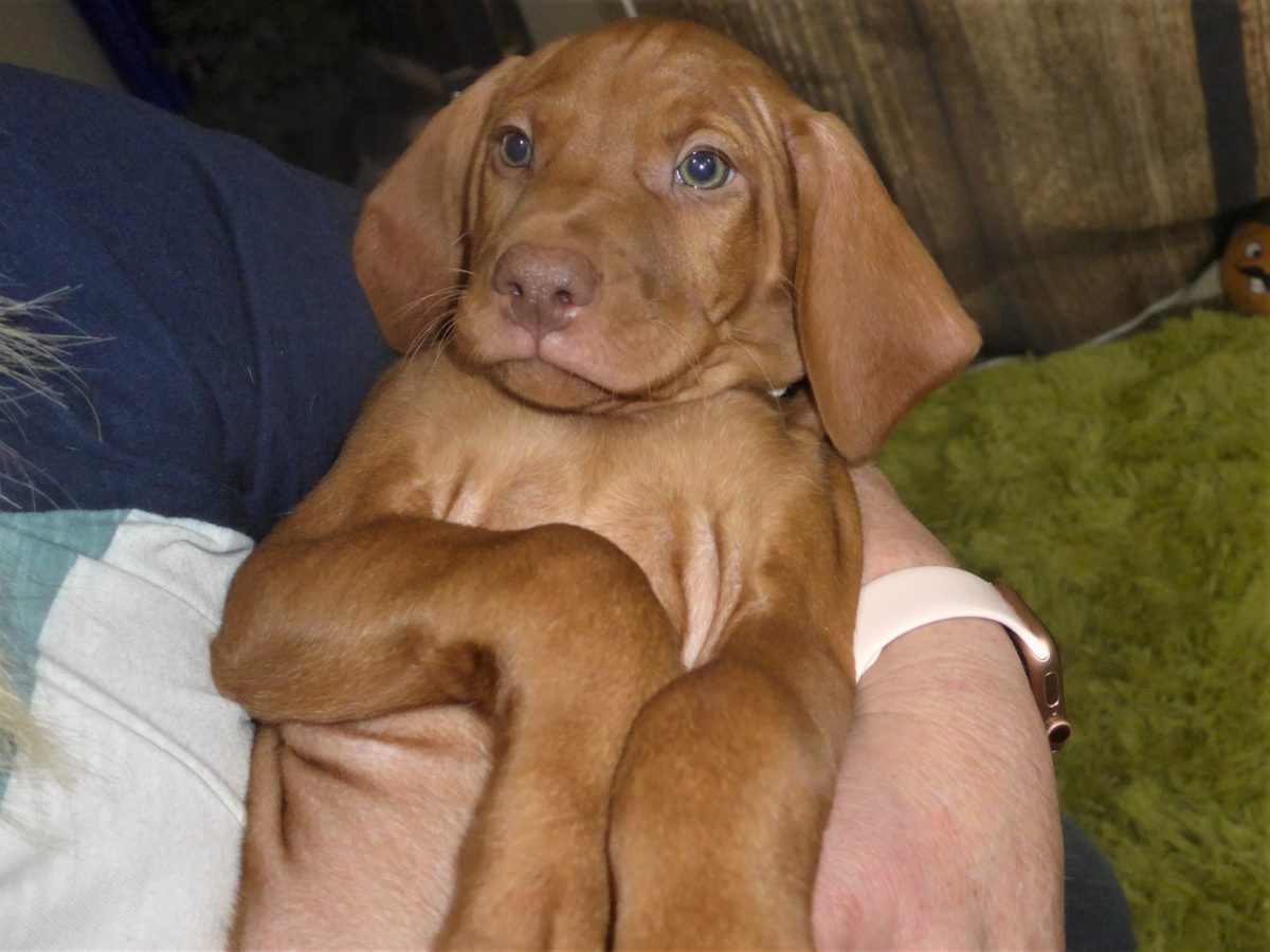 Riley & Ruger's Vizsla Born on July 7th - Image 108