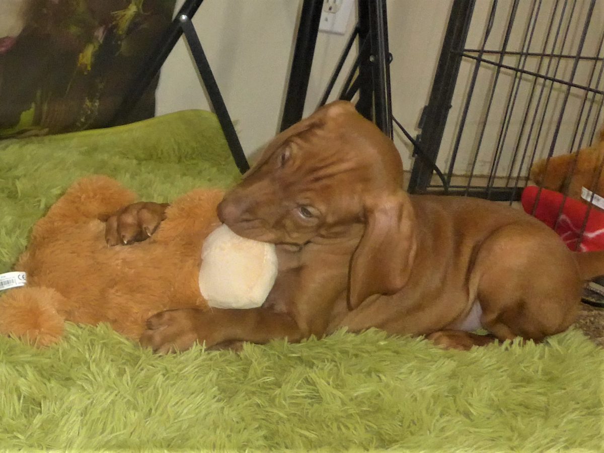 Riley & Ruger's Vizsla Born on July 7th - Image 109