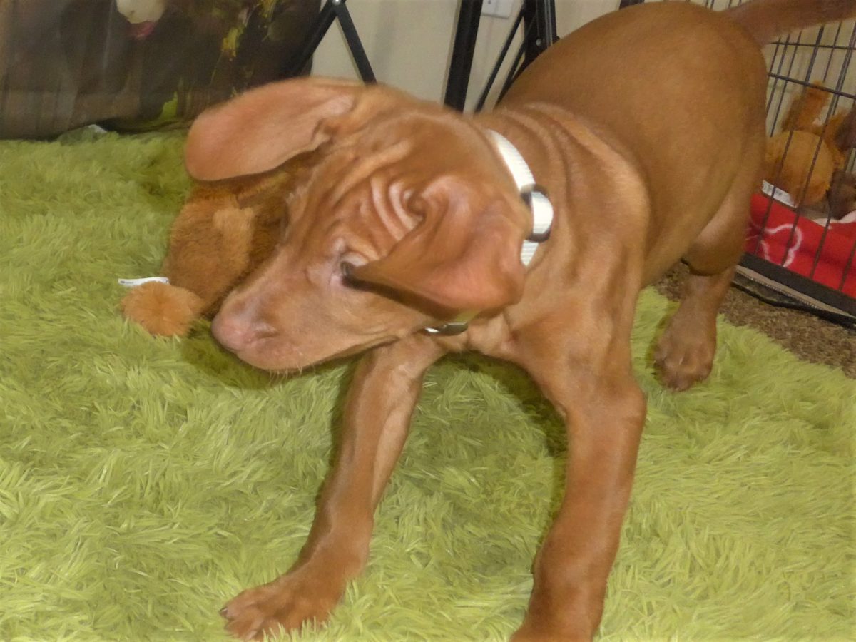 Riley & Ruger's Vizsla Born on July 7th - Image 110