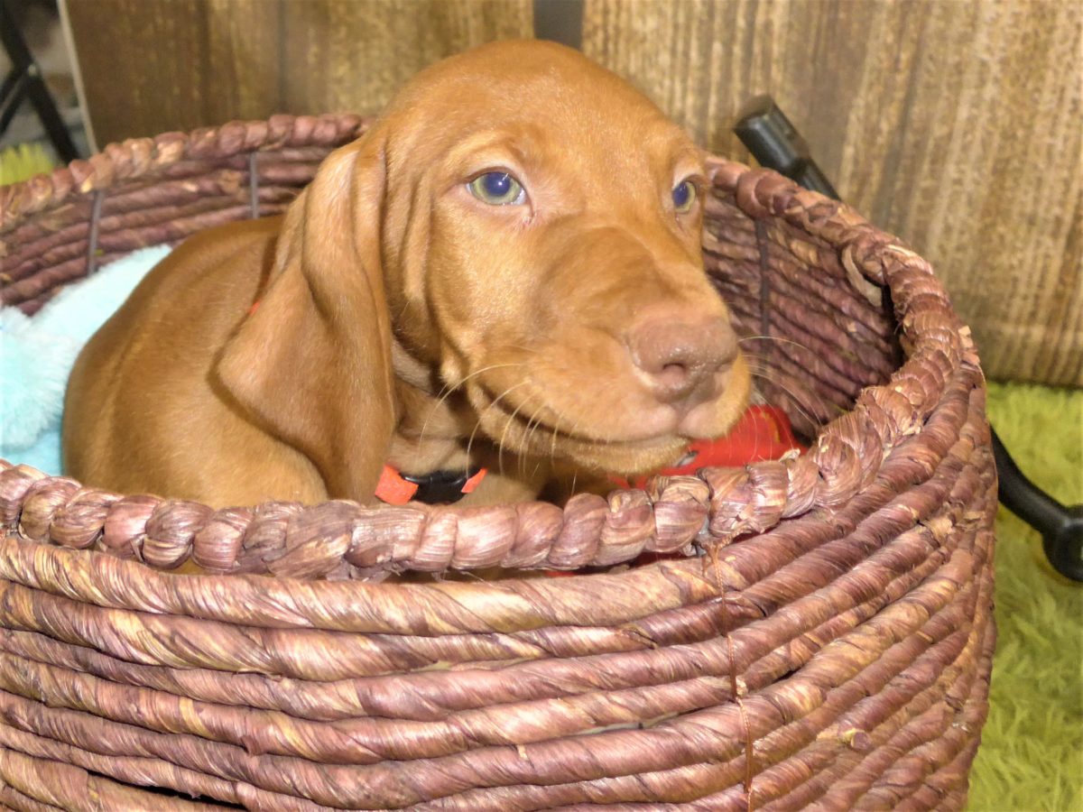 Riley & Ruger's Vizsla Born on July 7th - Image 111
