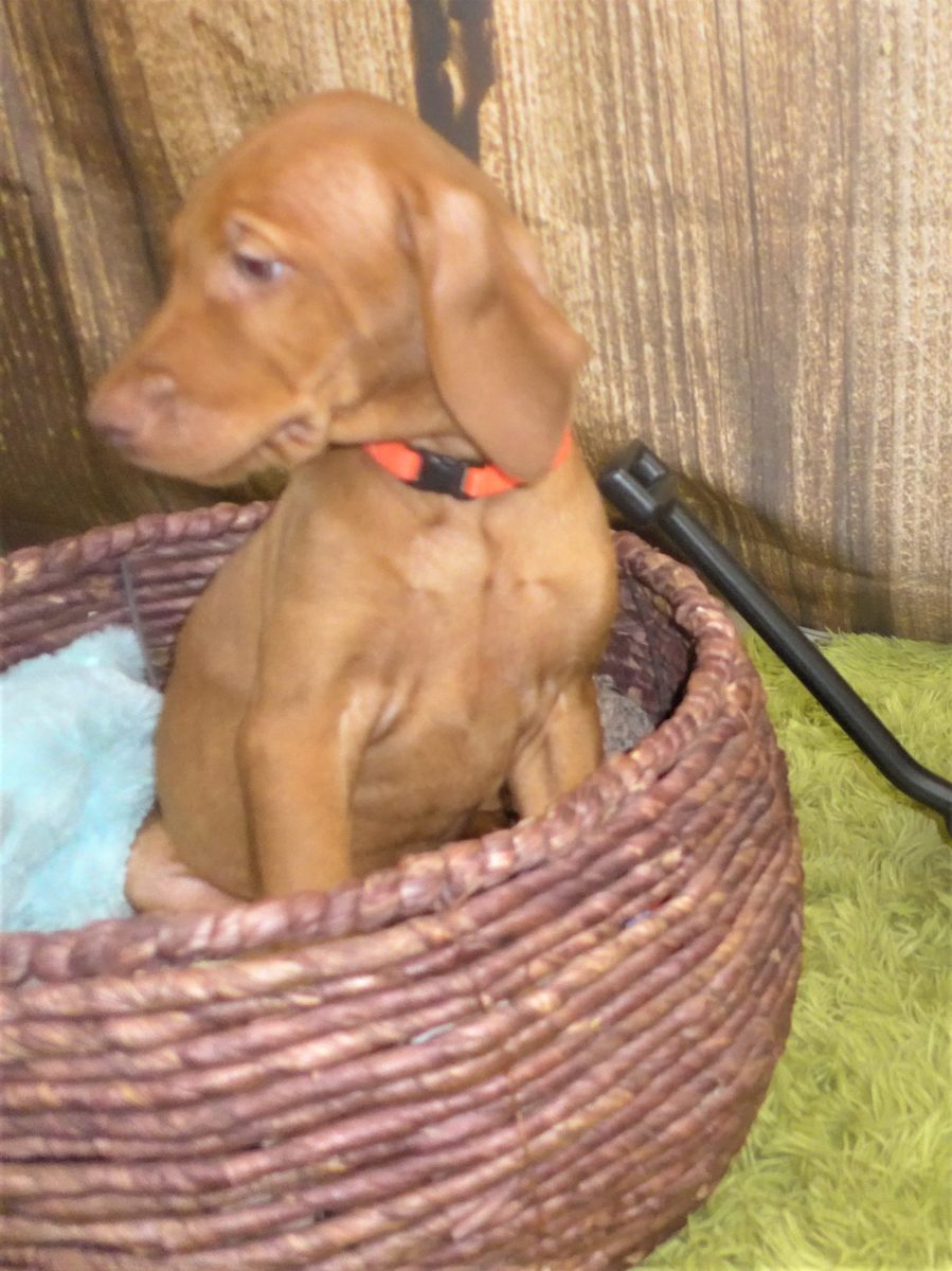 Riley & Ruger's Vizsla Born on July 7th - Image 112