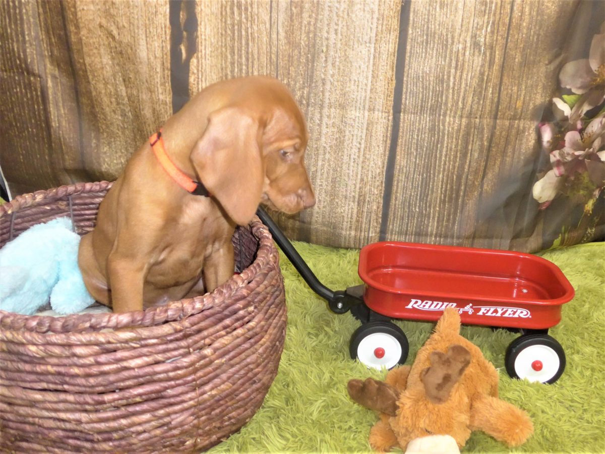 Riley & Ruger's Vizsla Born on July 7th - Image 113