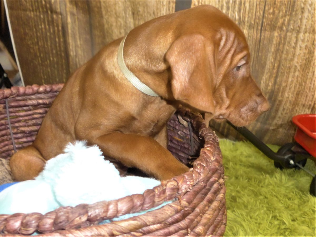 Riley & Ruger's Vizsla Born on July 7th - Image 114
