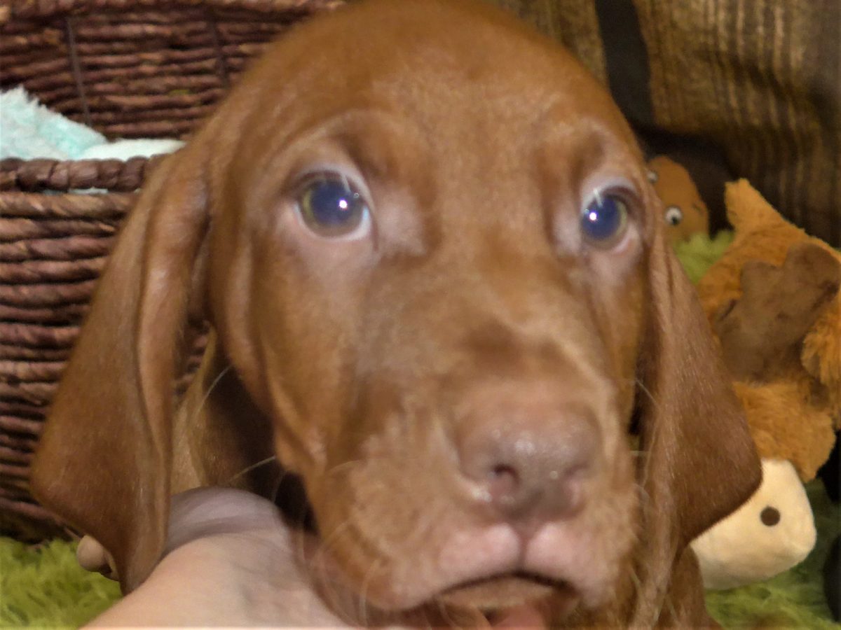 Riley & Ruger's Vizsla Born on July 7th - Image 115