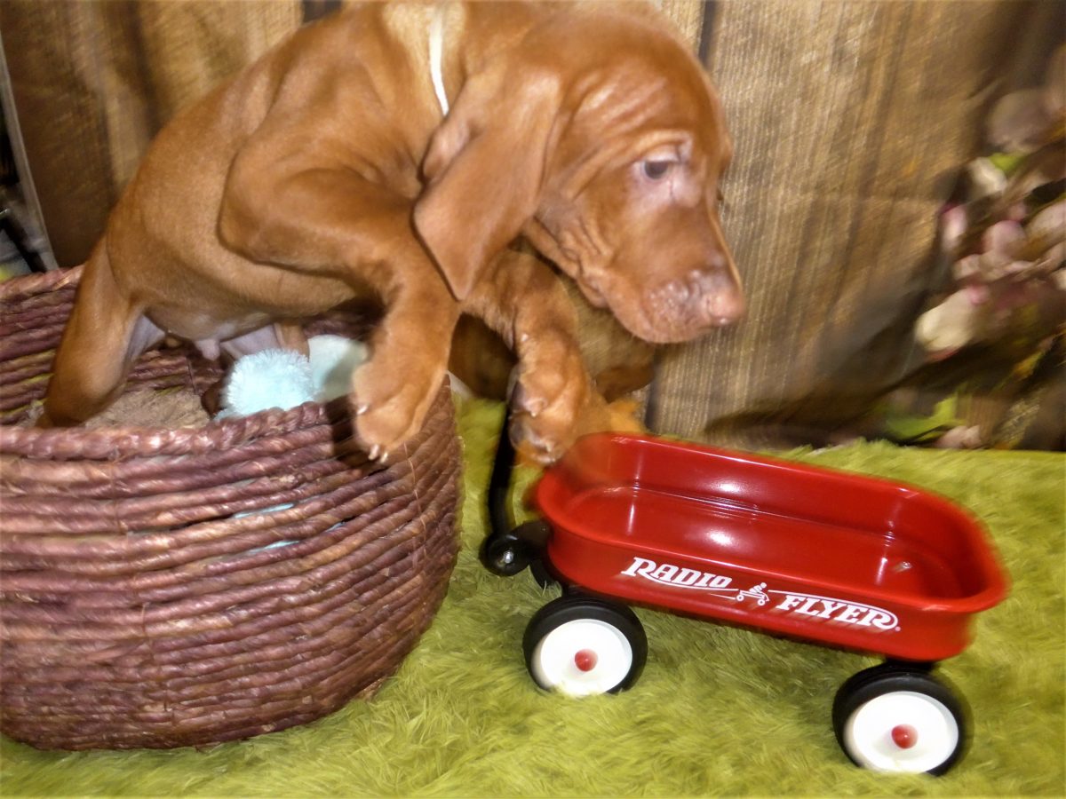 Riley & Ruger's Vizsla Born on July 7th - Image 116