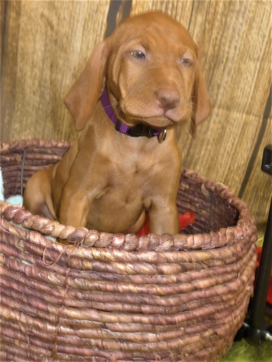 Riley & Ruger's Vizsla Born on July 7th - Image 117