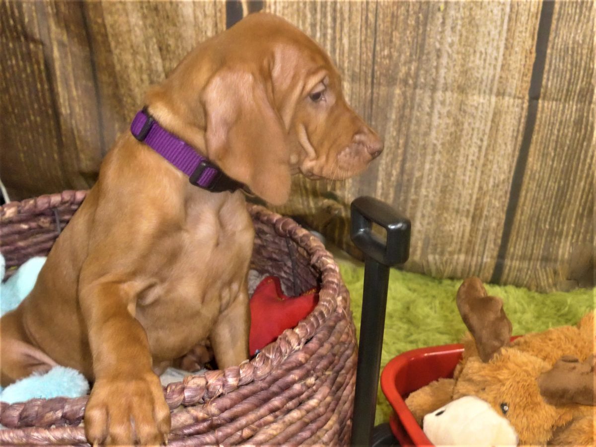 Riley & Ruger's Vizsla Born on July 7th - Image 118