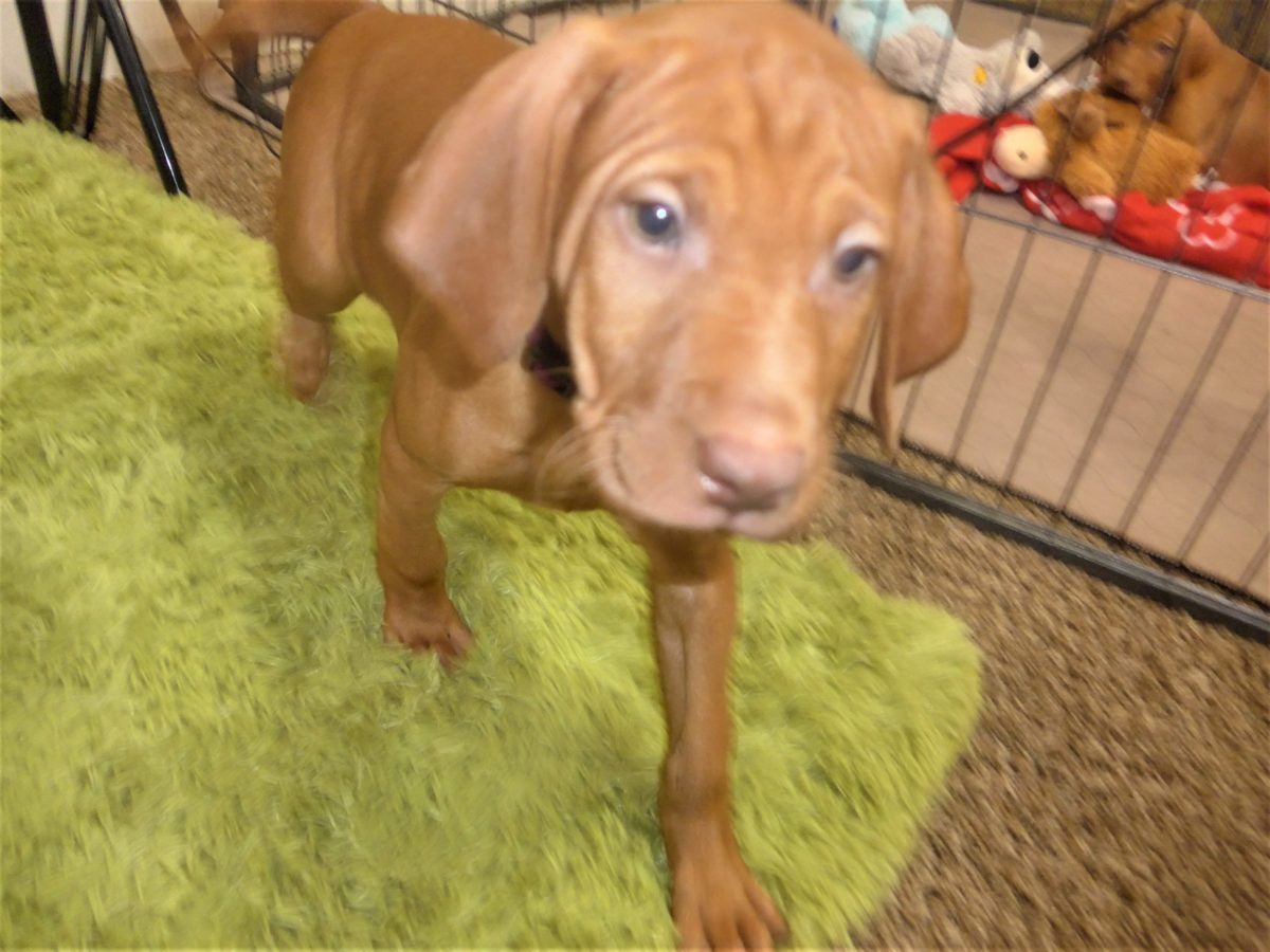 Riley & Ruger's Vizsla Born on July 7th - Image 119