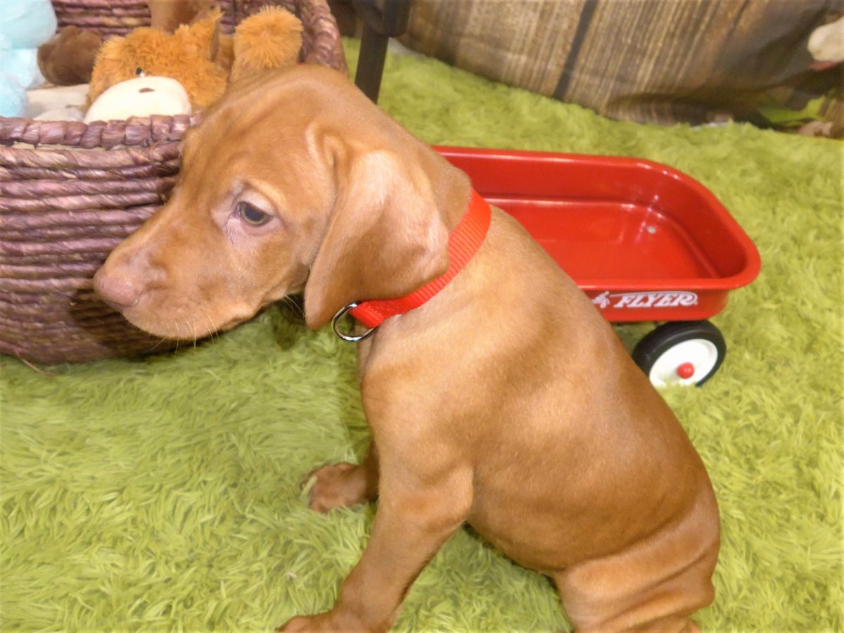 Riley & Ruger's Vizsla Born on July 7th - Image 120