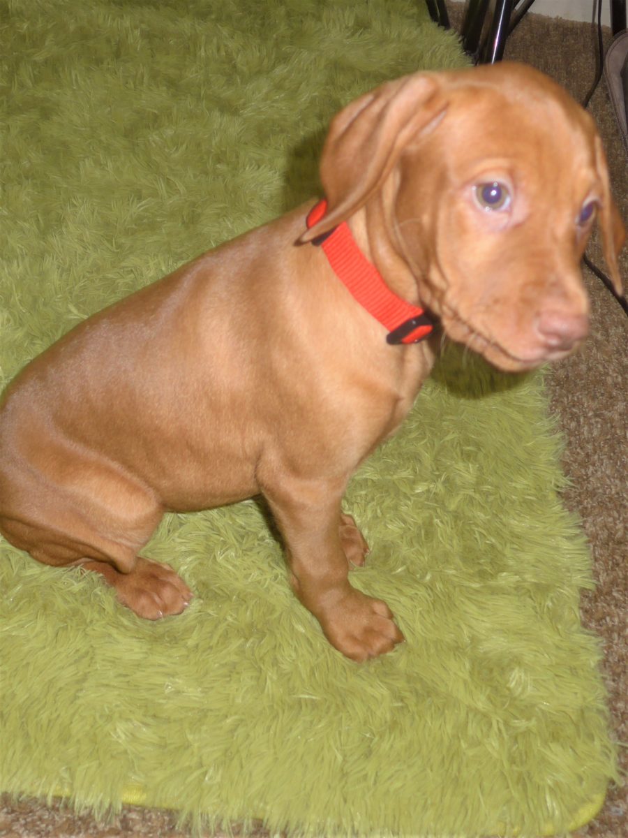 Riley & Ruger's Vizsla Born on July 7th - Image 121