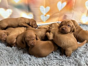 Abigail & Blaze's Litter of Vizsla Puppies Born on January 30th