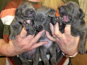 Wrigley & Tank's Blue Weimaraner Litter Were Born on September 26th