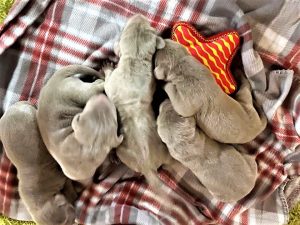 Lilly & Colt's Silver Weimaraner Puppies were born on September 25th
