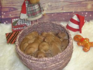 Remington & Rugar's Litter of  13 Vizsla Puppies were born on December 19th