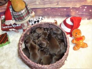 Whiskey & Colt's  Weizsla Puppies Born on December 12th