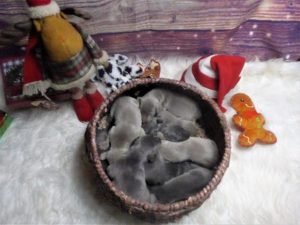 Izzy & Colt's Blue & Silver Weimaraner Litter Were Born on December 16th