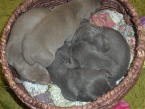 Izzy & Colt's Blue & Silver Weimaraner Litter Were Born on June 26