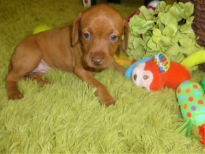 Stella and Maximum's Litter of Vizsla Puppies Born on June 1st Now Available