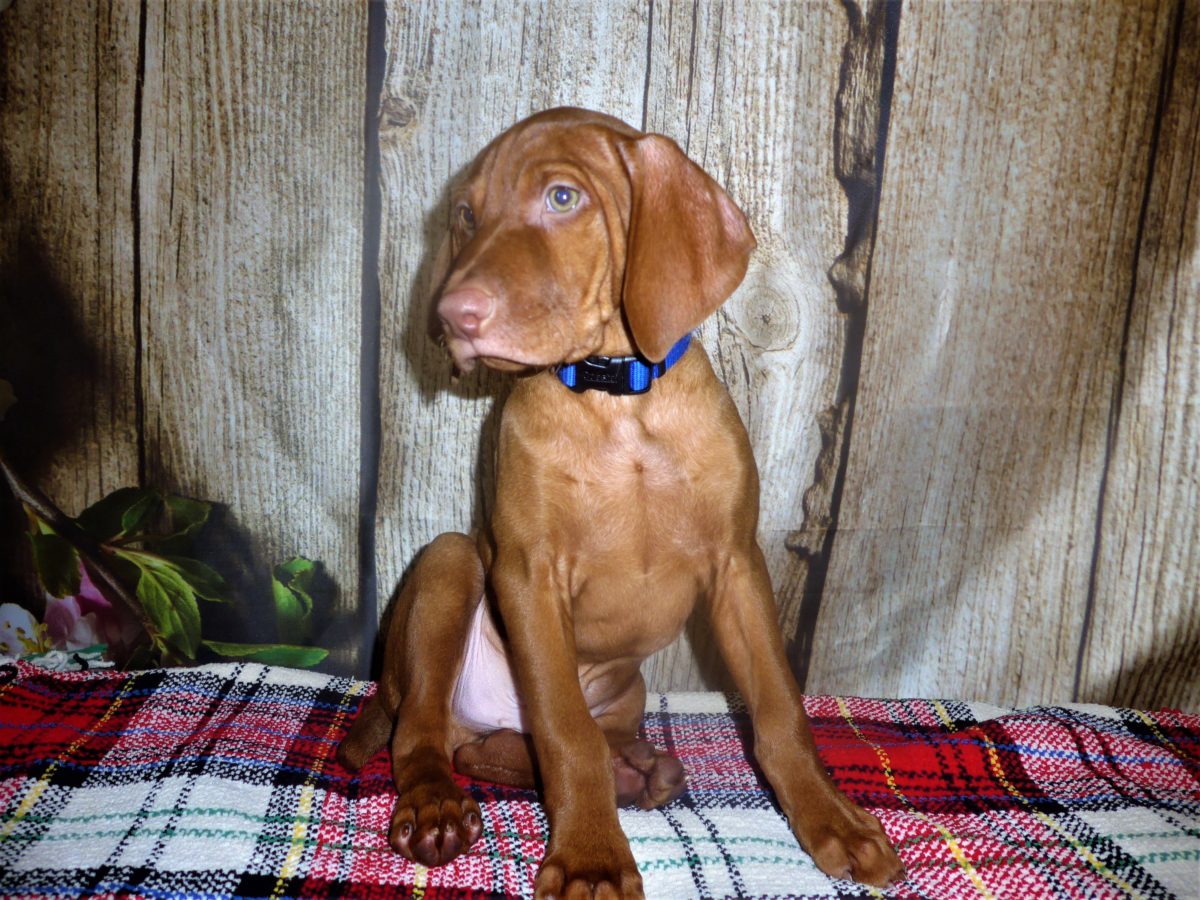 Blue Collar Boy