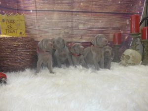 Indy & Colt's Silver Weimaraner Litter Was Born on August 23rd Are All Adopted