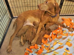 Avery & Blaze's Litter of 8 Vizsla Puppies Born on May 1st