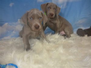 Wrigley & Colt's Silver Weimaraner Born