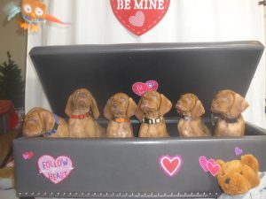 Whiskey and Maximus's Litter Of 10 Vizsla Puppies (((Adopted Out!!)))