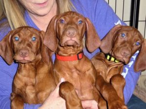 Genevieve and Maximum's Litter of Vizsla Puppies Born on December 12th