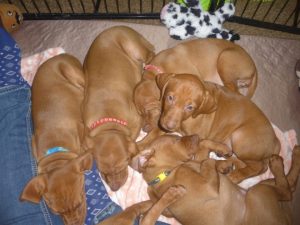 Riley & Ruger's Vizsla Born on February 16th