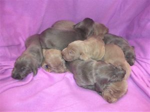 Indy & Colt's Blue & Silver Weimaraner Litter Born on March 16th