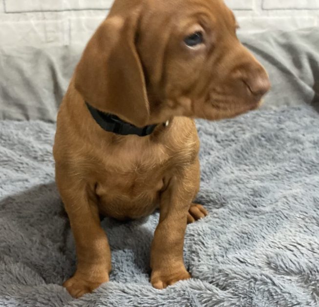 IMG_6935