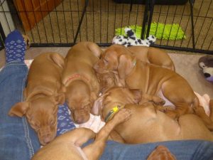 Whiskey and Blaze's Litter of 7 Born on June 6th