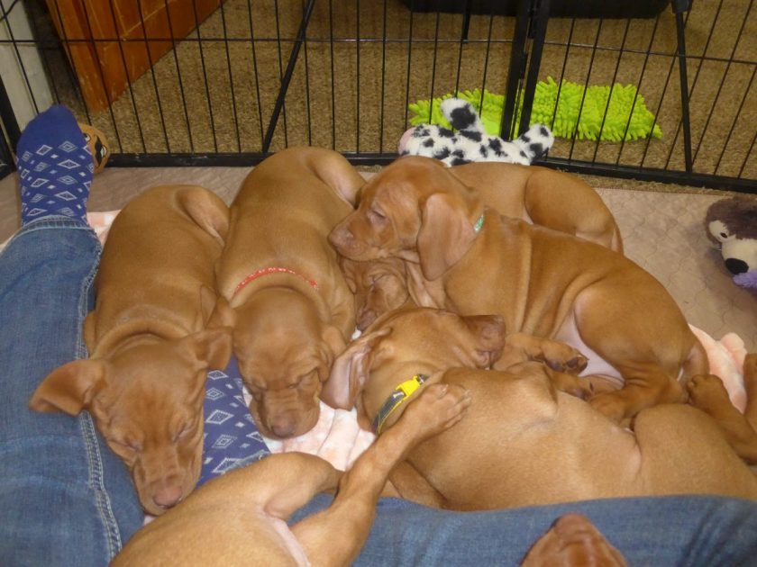 Whiskey and Blaze's Litter of 7 Born on June 6th