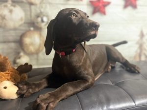 Bourbon & Colt's  Christmas Weizsla