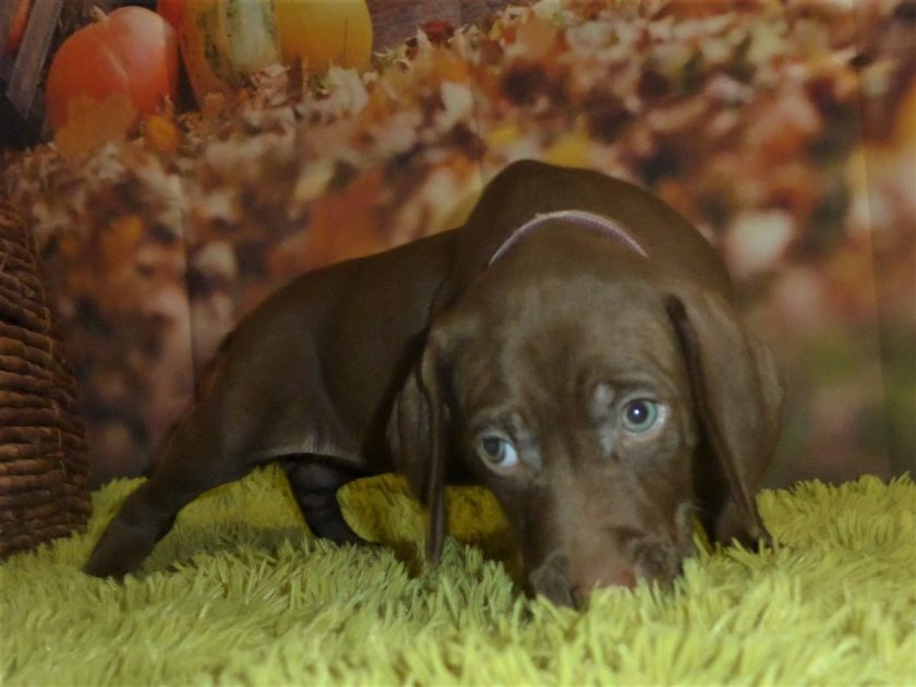Weizsla Puppies 2022