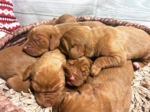 Avery & Blaze's Litter of Vizsla puppies Born on December 10th