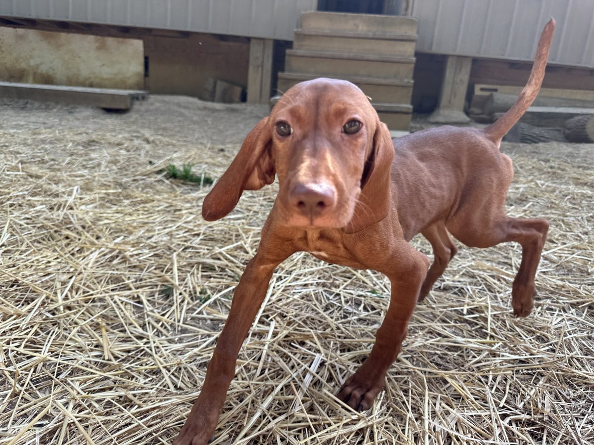 Available Vizsla Girls