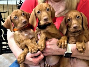 Bourbon and Blaze's Litter of 9 Vizsla Puppies Now Available Reduced Rate!!!!