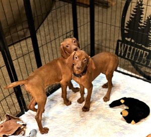 Bourbon's Vizsla Girls