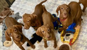 Bourbon's Vizsla Boys