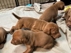 Vizsla Puppies Available: Avery & Simba's Litter of Vizsla puppies
