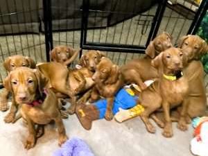 Vizsla Puppies Available: Avery and Simba's Litter of 8 AKC CH Vizsla Puppies