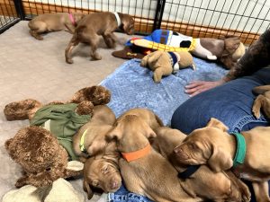 Bourbon & Simba's Vizsla Puppies